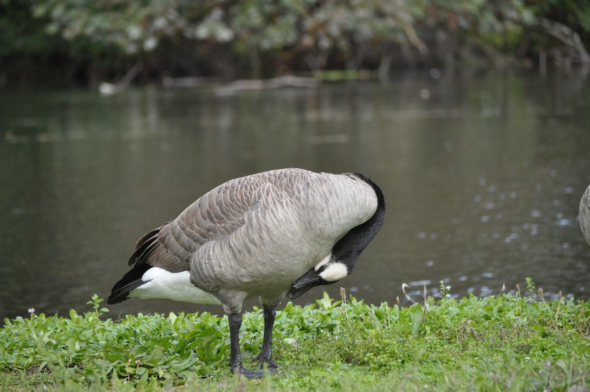 Canada Goose - ML624226644