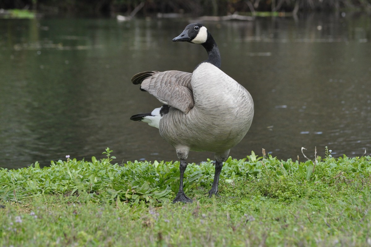 Canada Goose - ML624226645