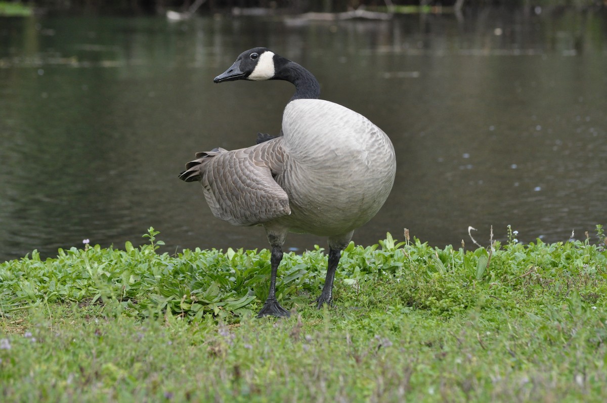 Canada Goose - ML624226646