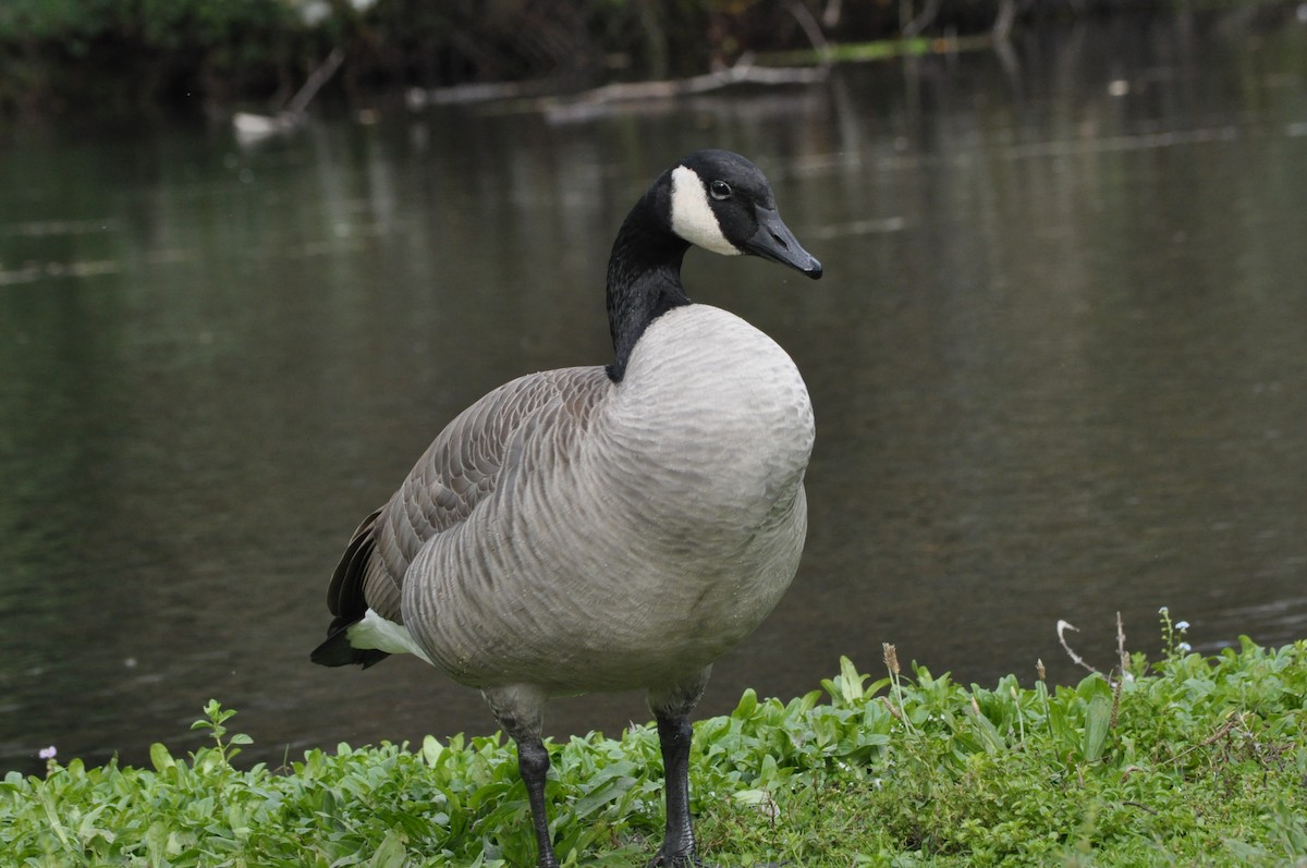 Canada Goose - ML624226647