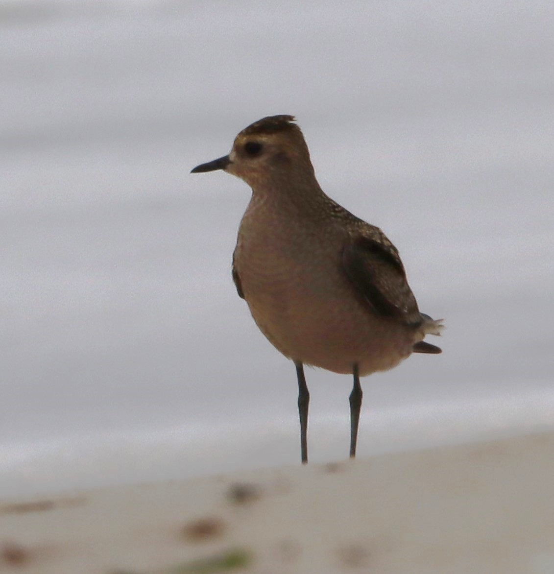 American Golden-Plover - ML624226648