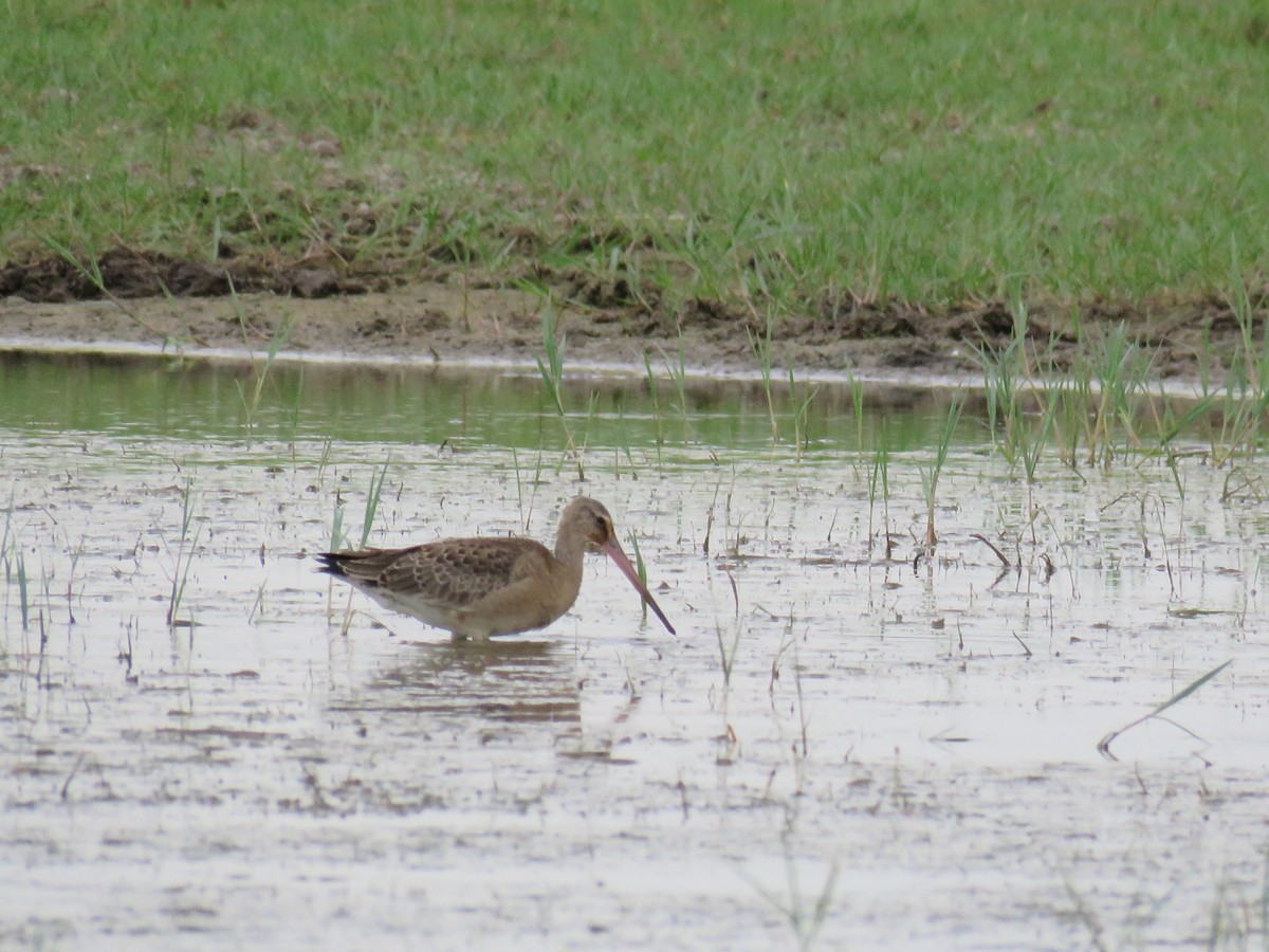 Black-tailed Godwit - ML624226649