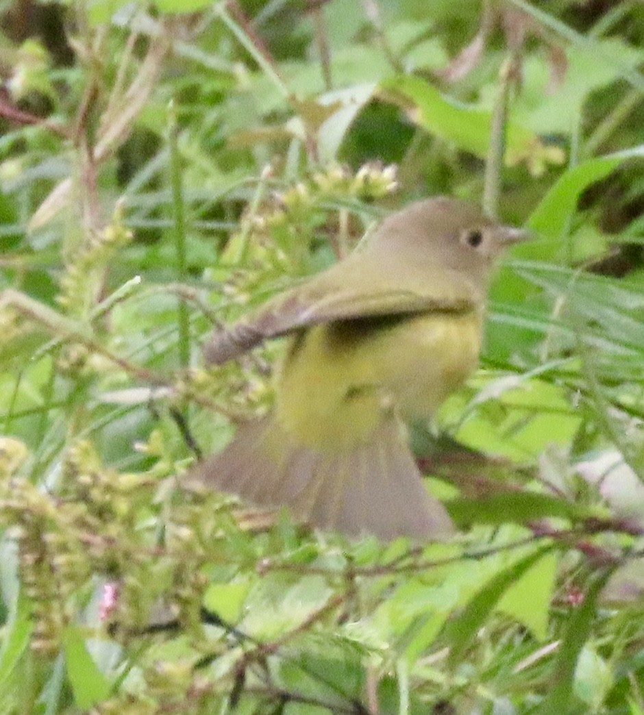 Nashville Warbler - ML624226651