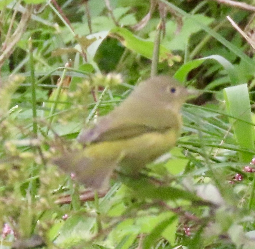 Nashville Warbler - ML624226652