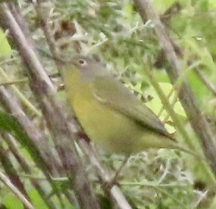 Nashville Warbler - ML624226653