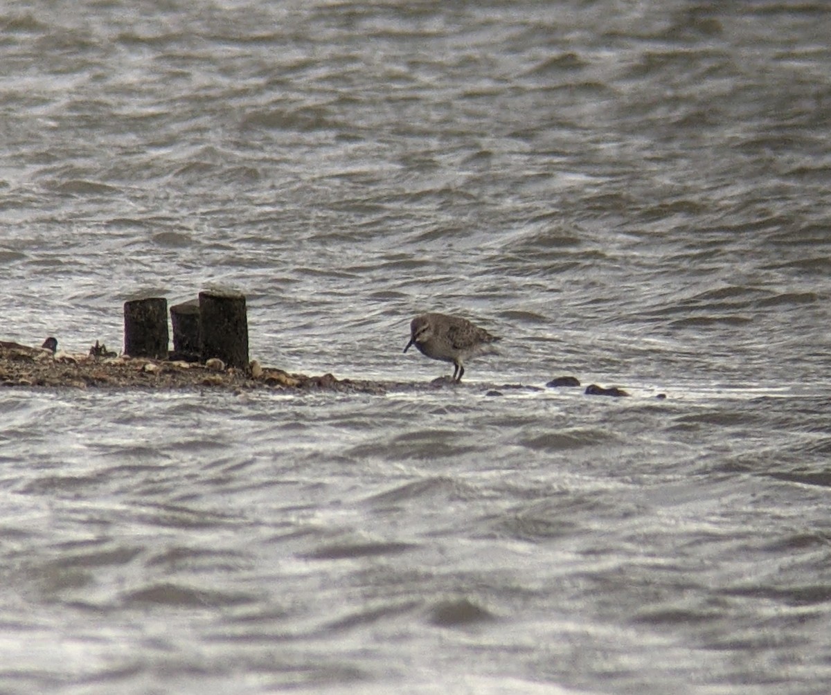 Red Knot - Peerawat Chiaranunt