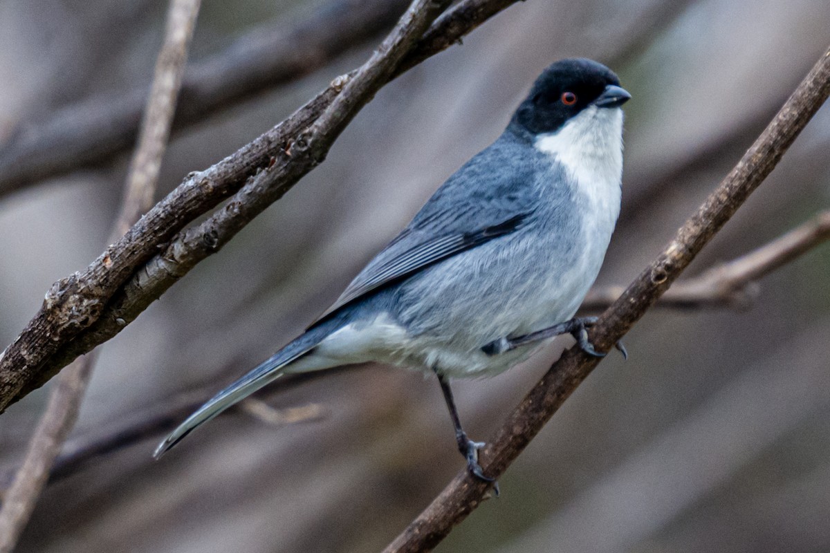 Black-capped Warbling Finch - ML624226657