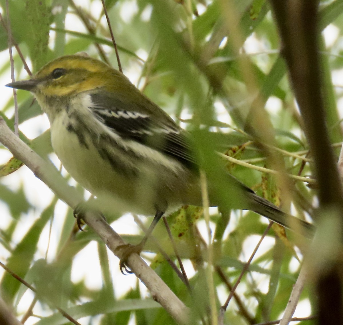 Black-throated Green Warbler - ML624226658