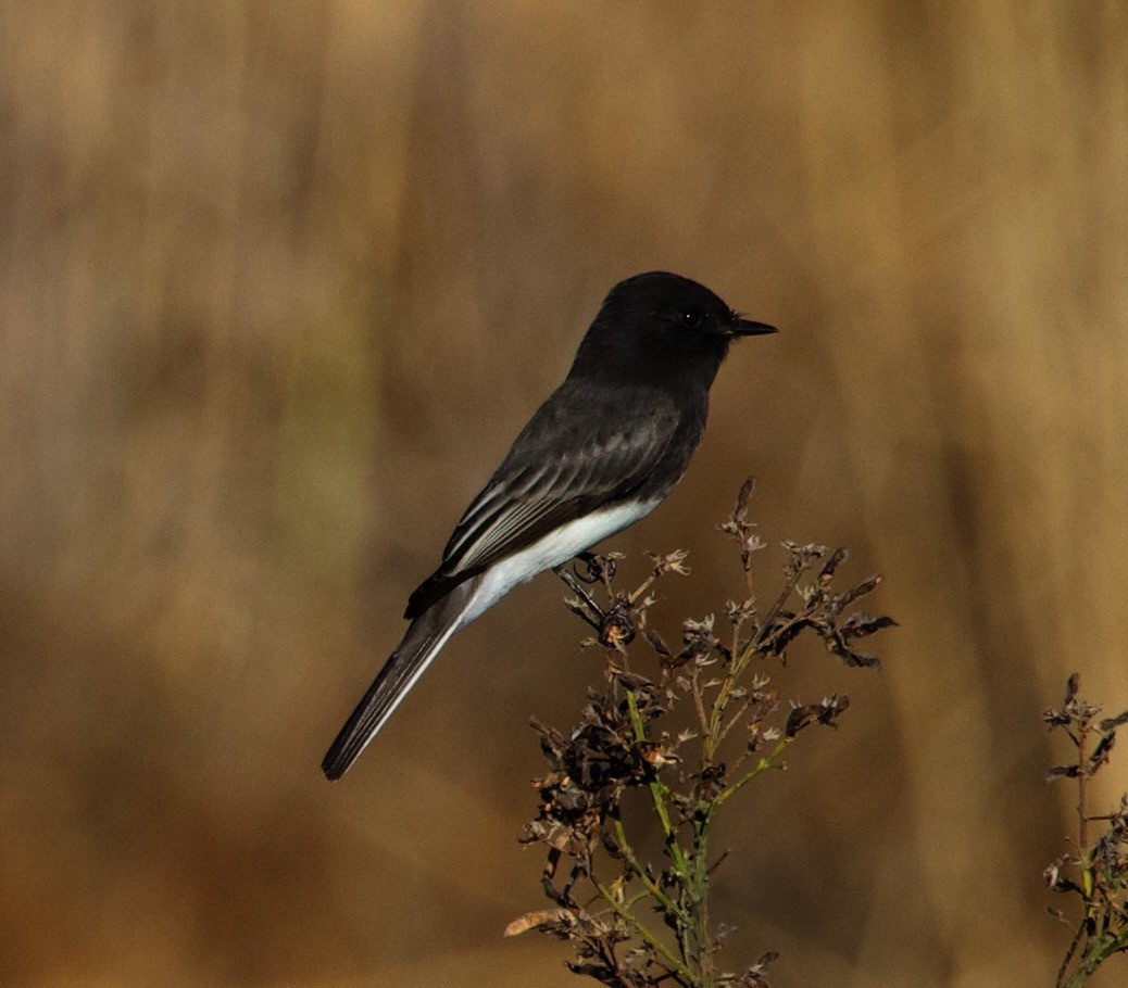 Black Phoebe - ML624226659