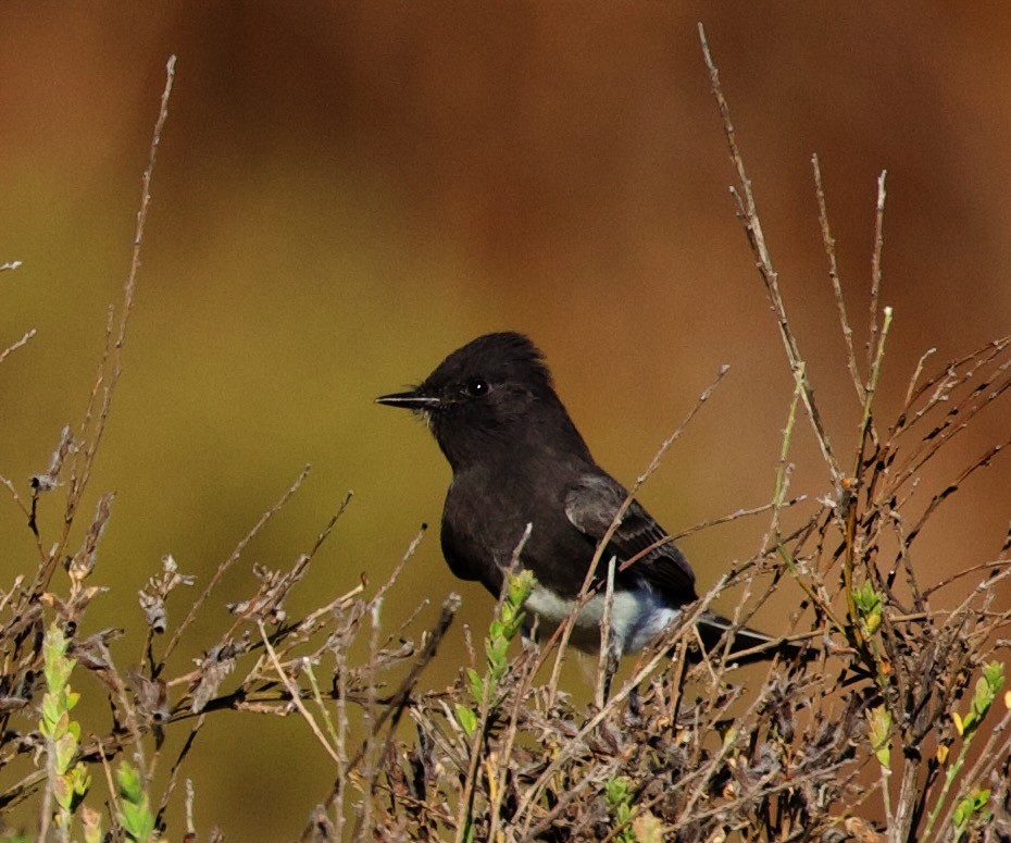 Black Phoebe - ML624226660