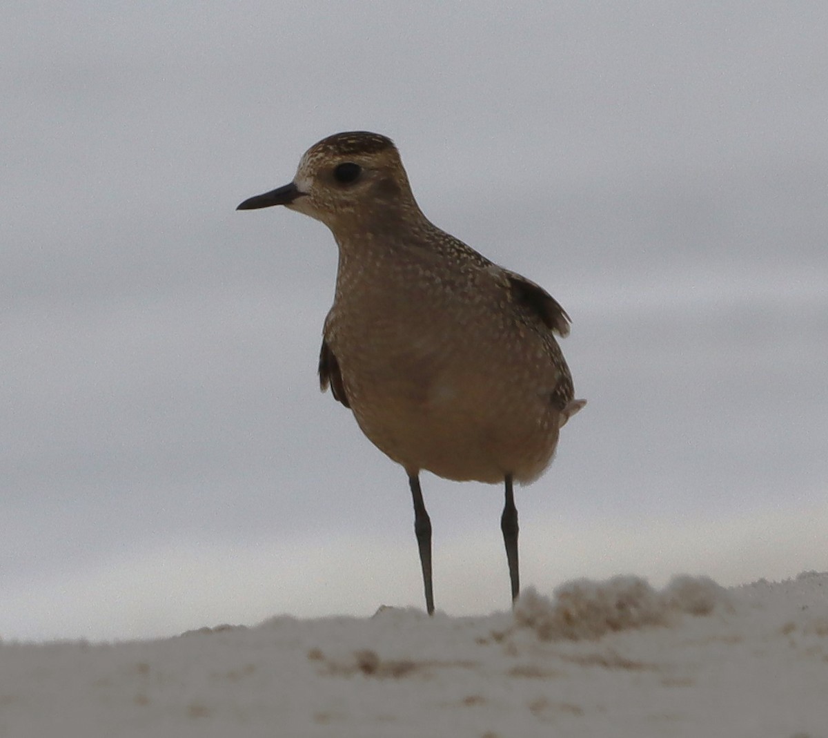 American Golden-Plover - ML624226661