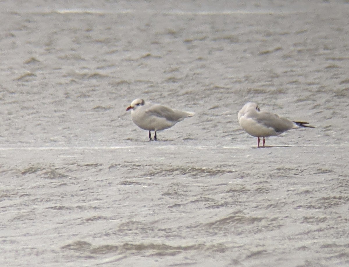 Mediterranean Gull - ML624226662