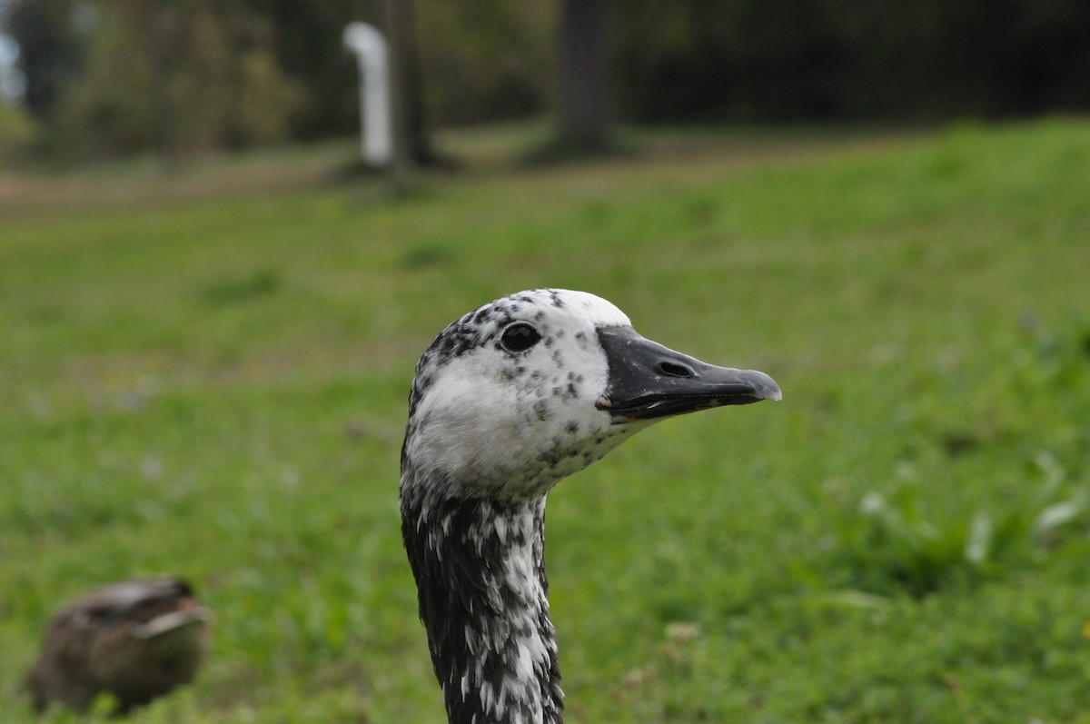 Swan Goose x Canada Goose (hybrid) - ML624226666