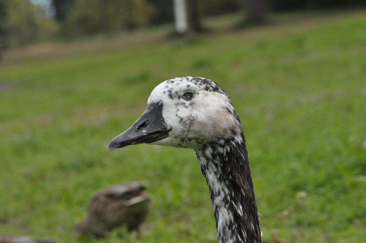 Swan Goose x Canada Goose (hybrid) - ML624226667