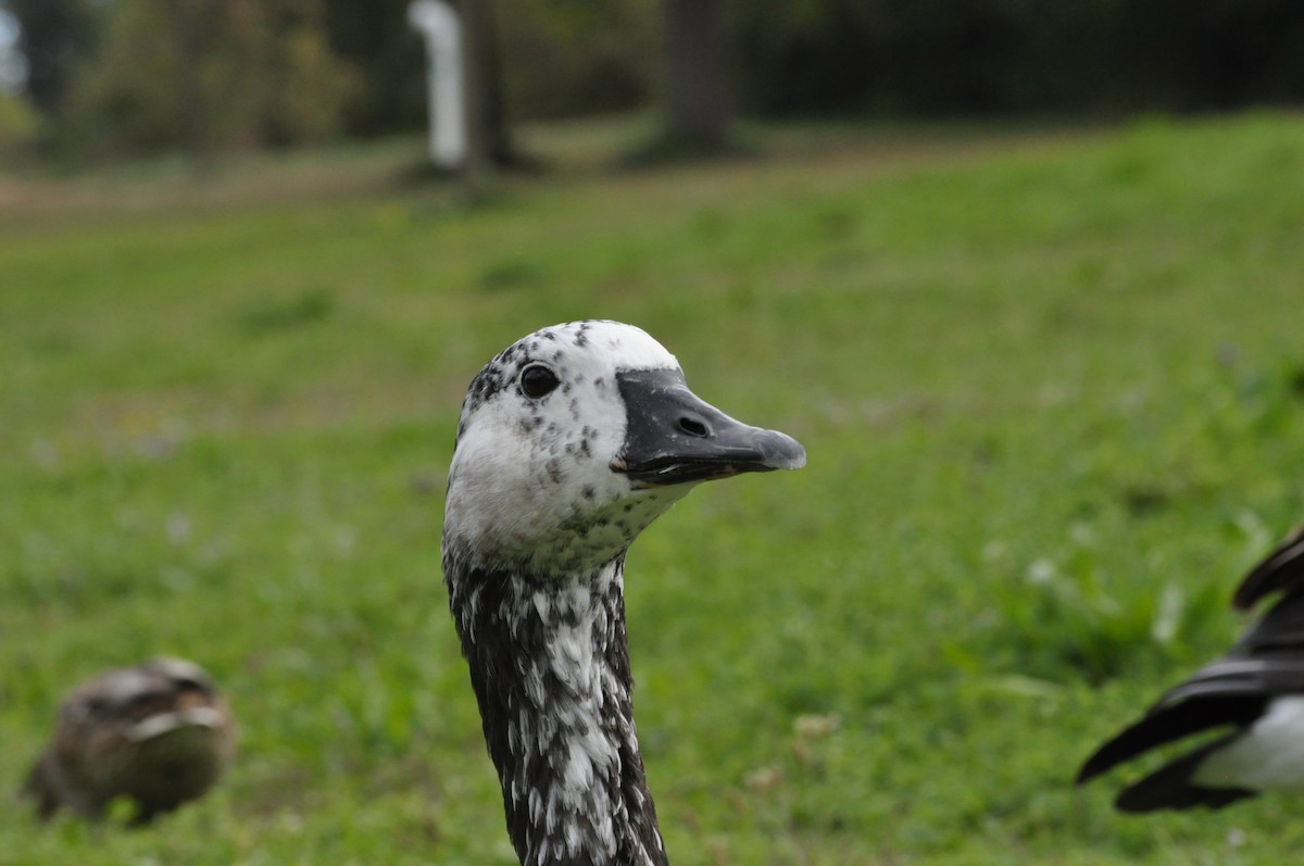 Swan Goose x Canada Goose (hybrid) - ML624226668