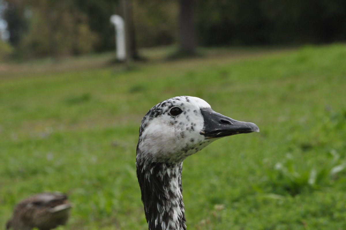 Swan Goose x Canada Goose (hybrid) - ML624226669