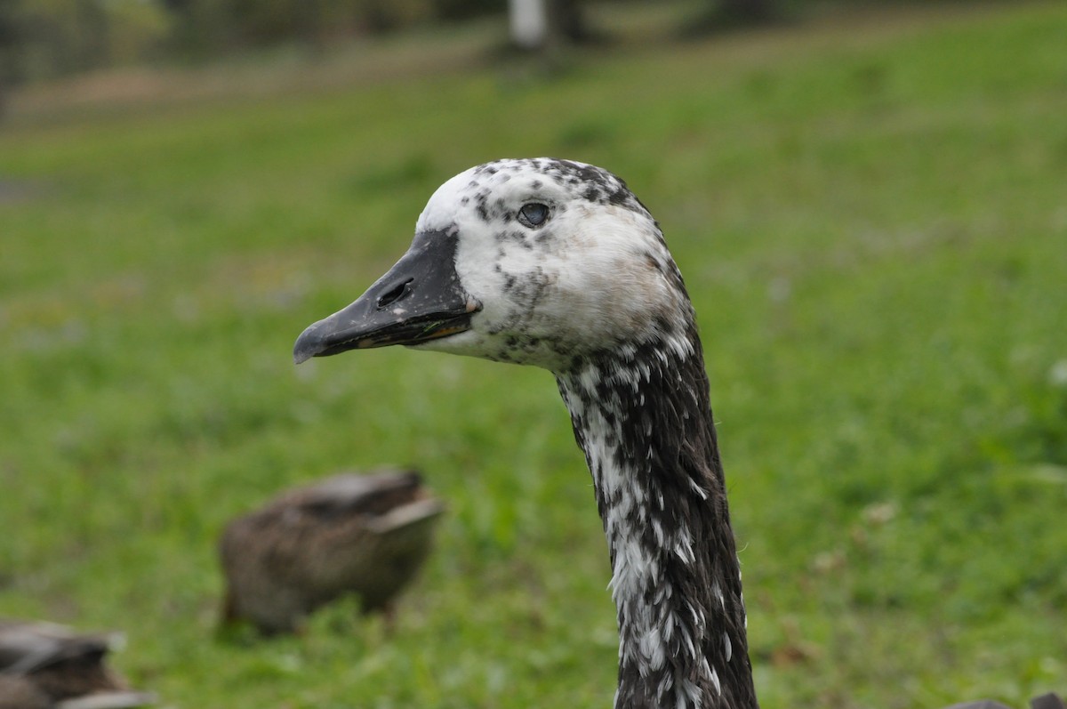 Swan Goose x Canada Goose (hybrid) - ML624226670