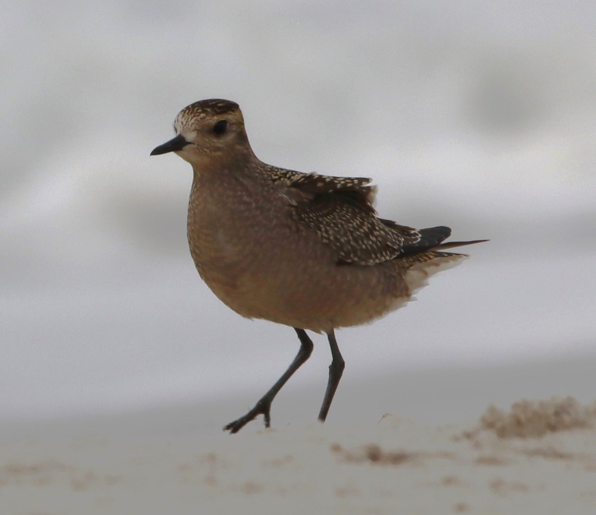 American Golden-Plover - ML624226673