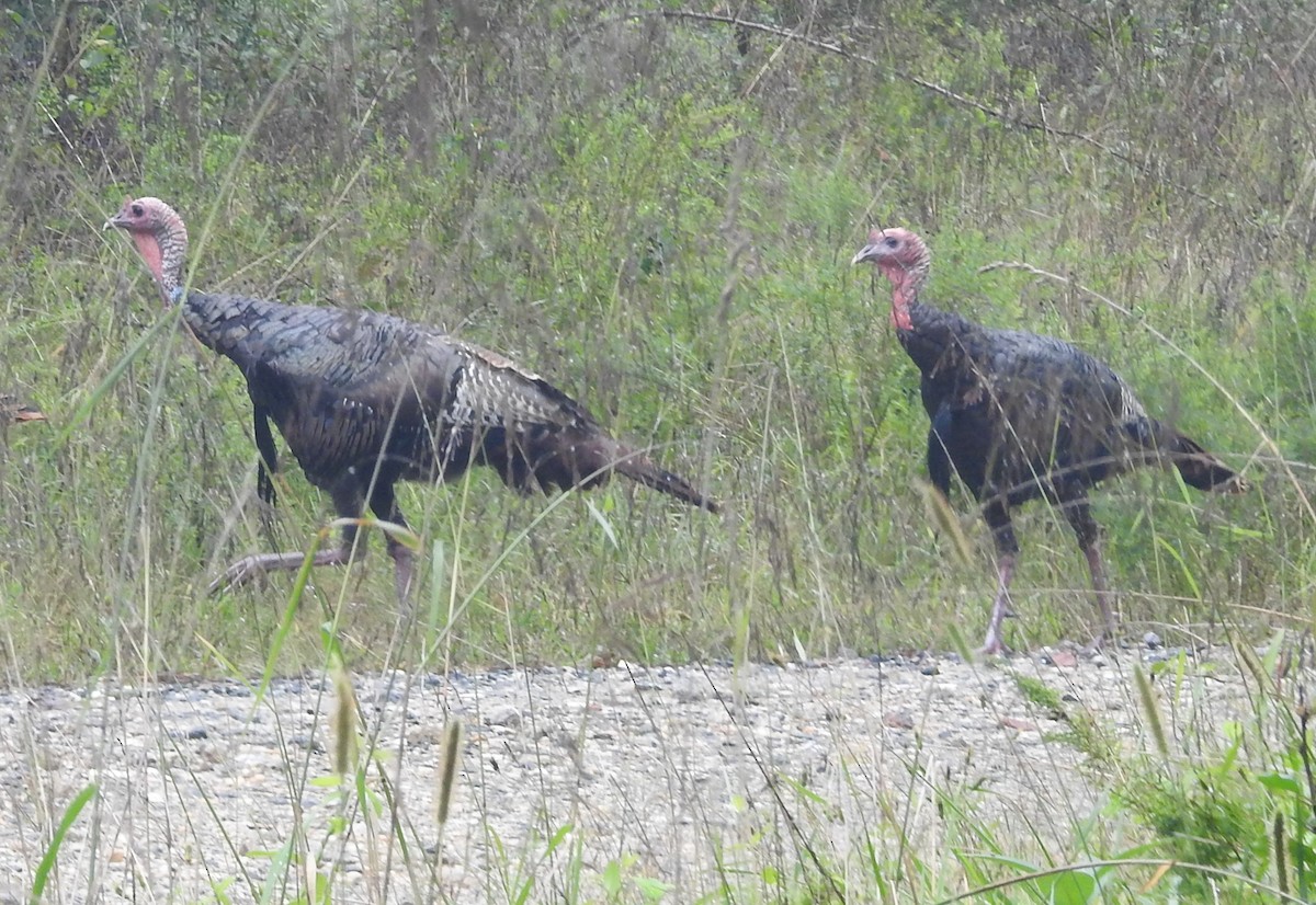 Wild Turkey - ML624226686