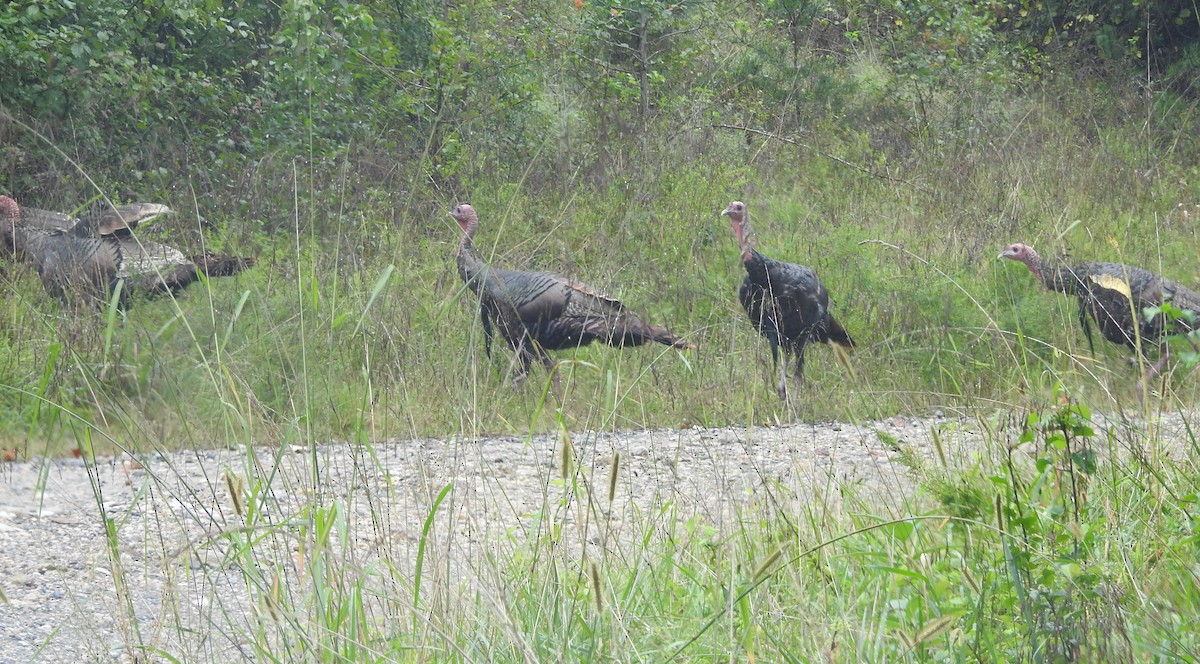 Wild Turkey - ML624226687