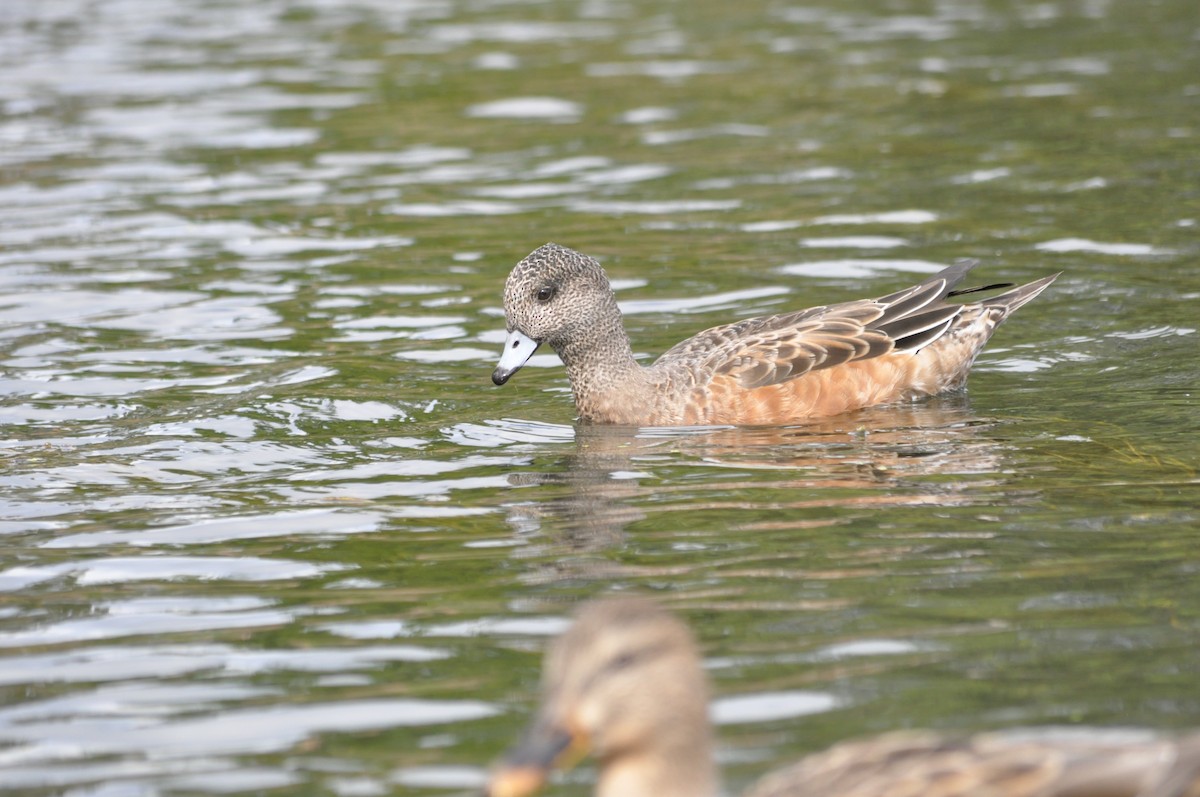 American Wigeon - ML624226694