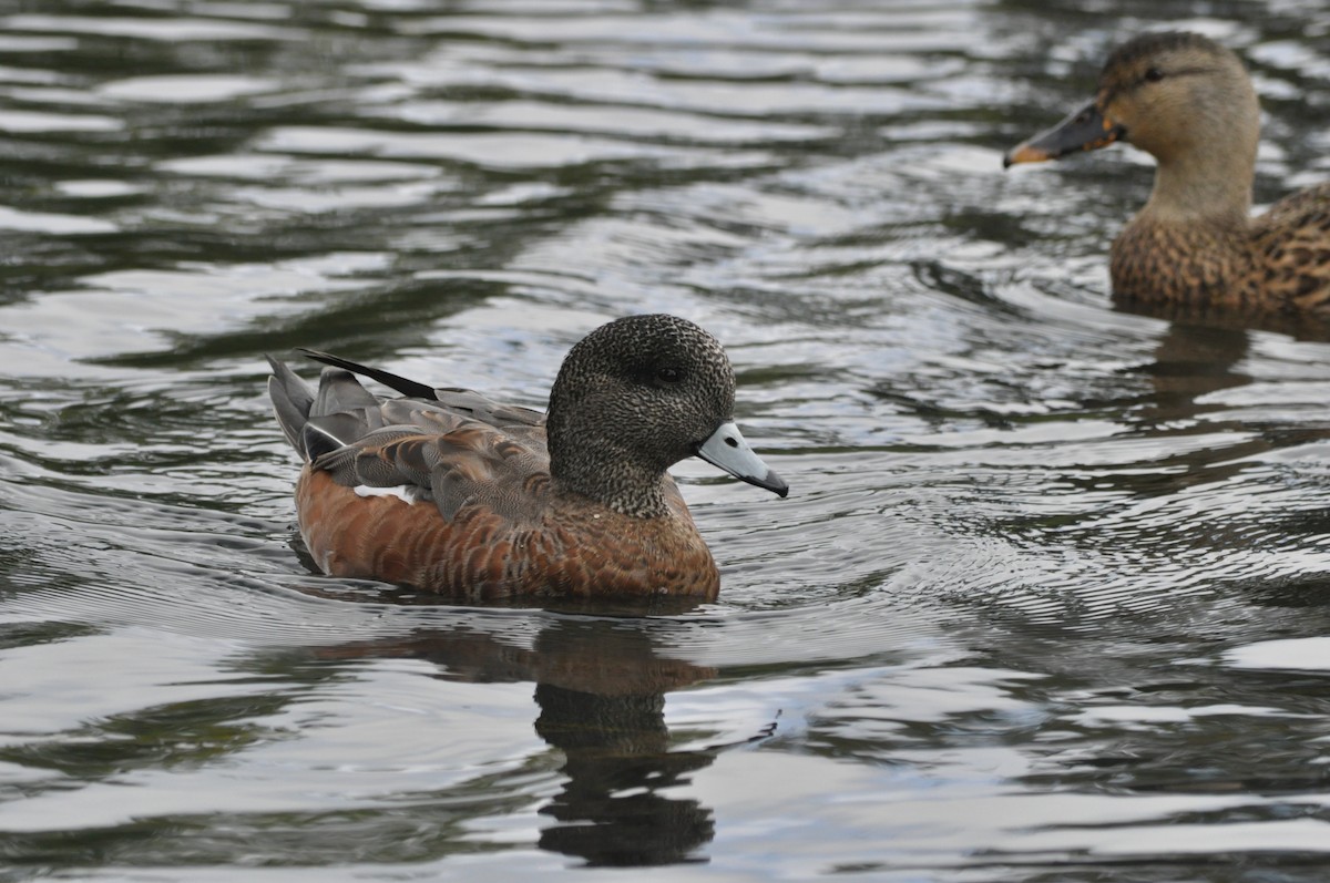 American Wigeon - ML624226697