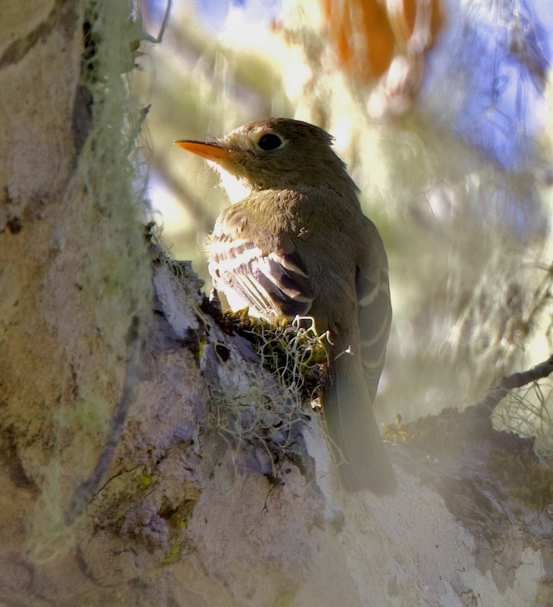 Western Flycatcher (Pacific-slope) - ML624226698