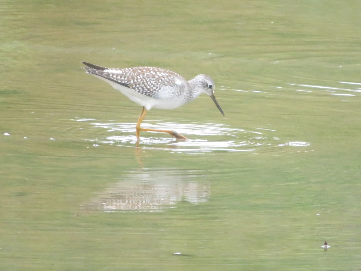 Lesser Yellowlegs - James Speicher