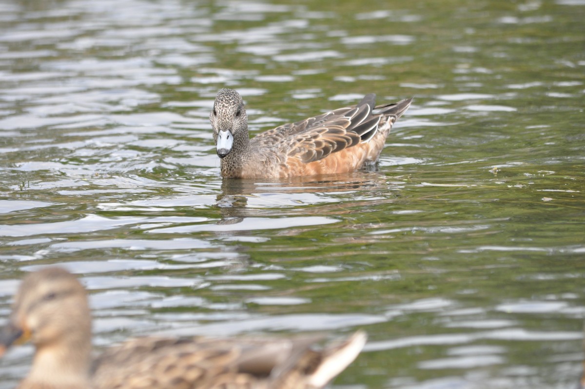 American Wigeon - ML624226734