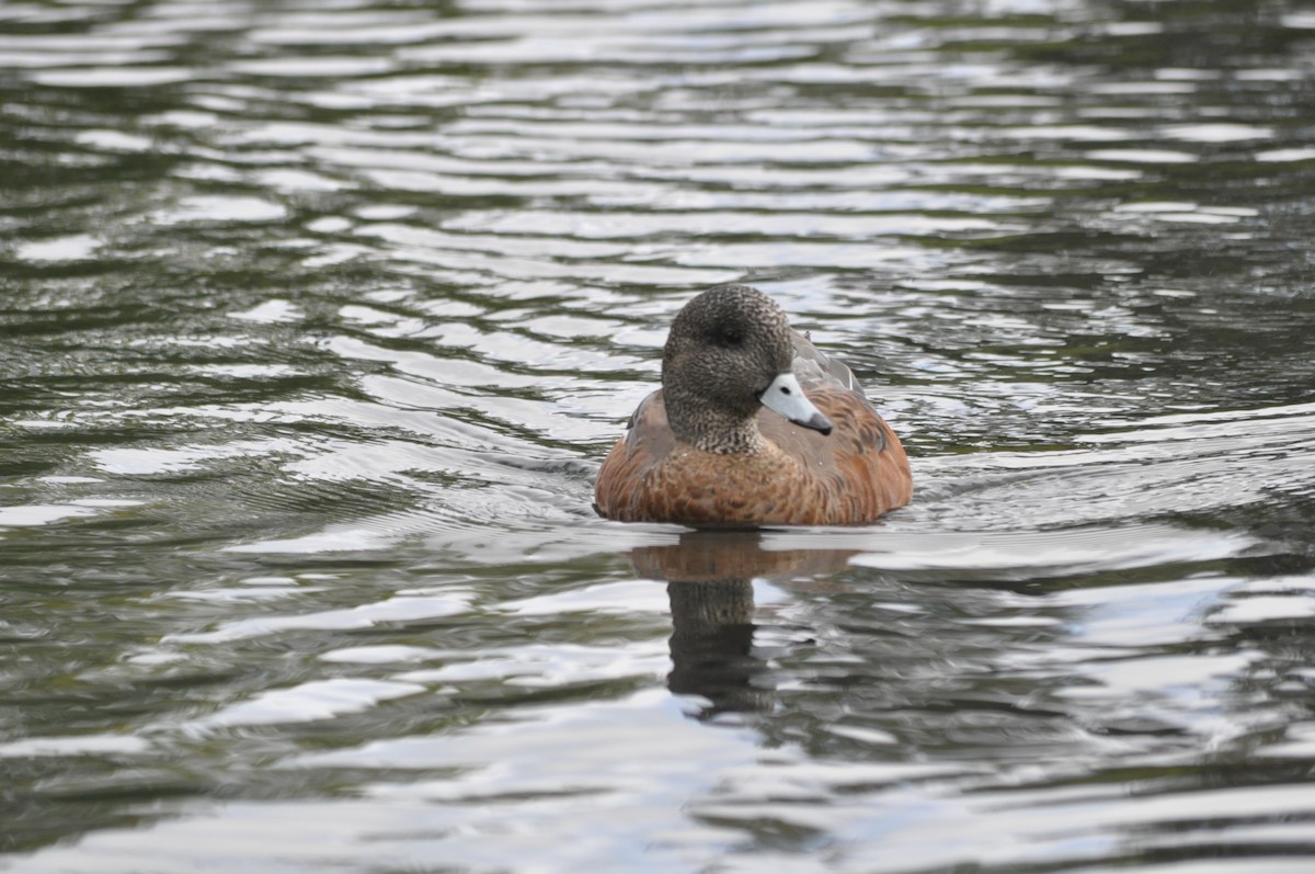 American Wigeon - ML624226735