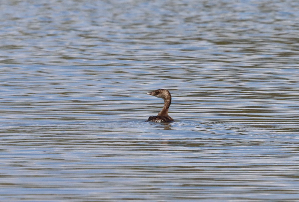 Pied-billed Grebe - ML624226736