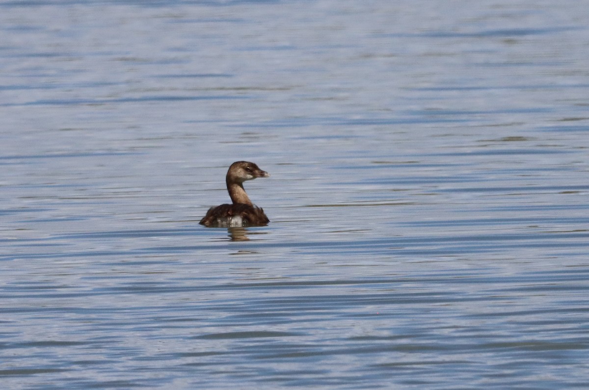 Pied-billed Grebe - ML624226737