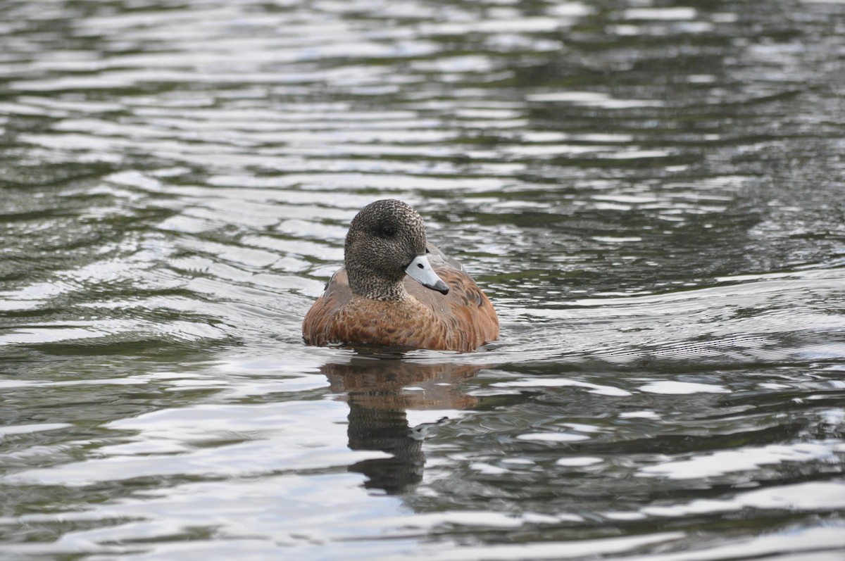 American Wigeon - ML624226738