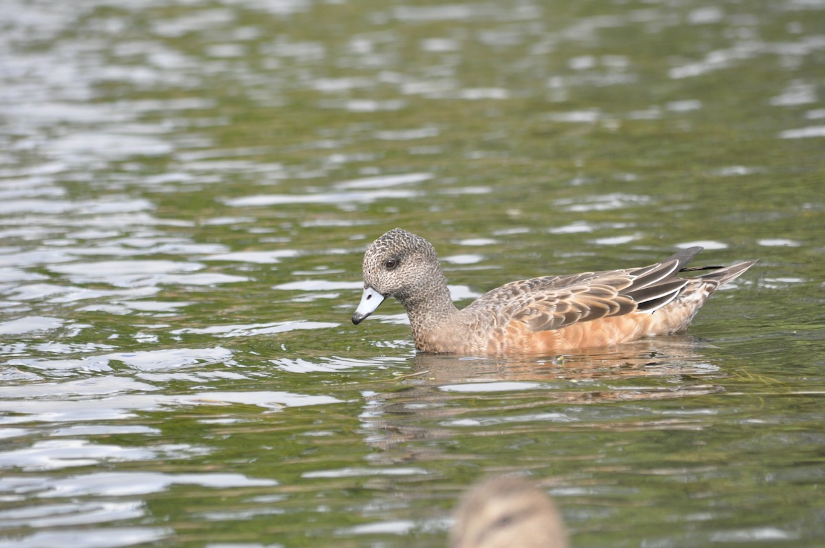 American Wigeon - ML624226740