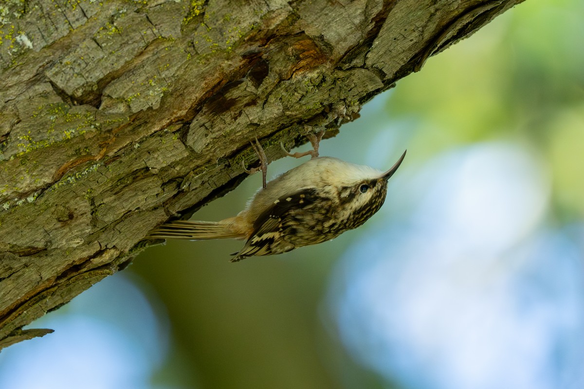 Brown Creeper - ML624226744