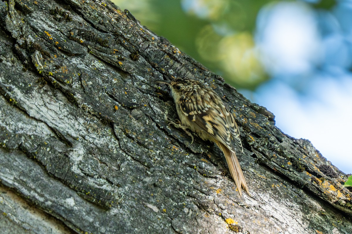 Brown Creeper - ML624226745