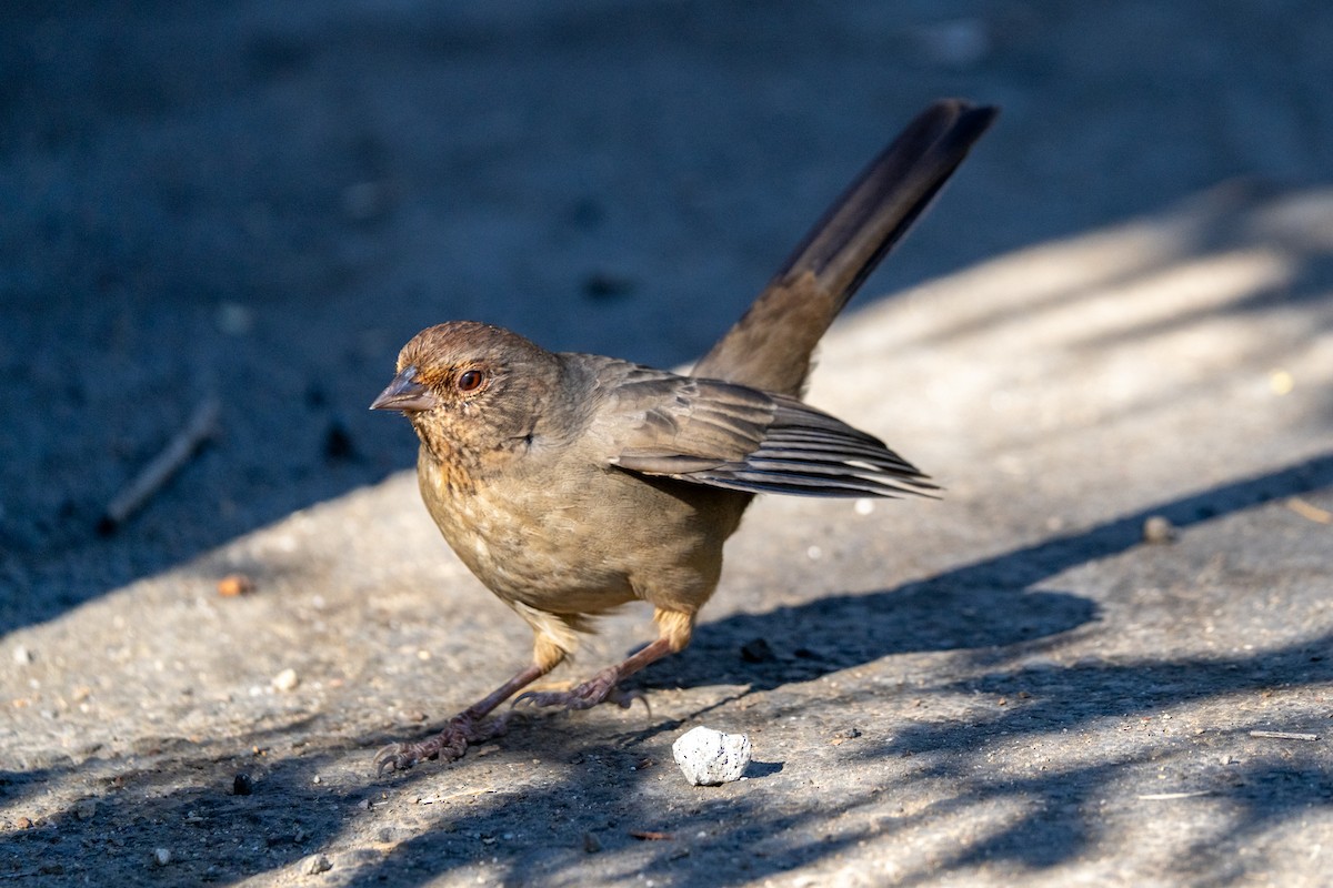 California Towhee - ML624226749