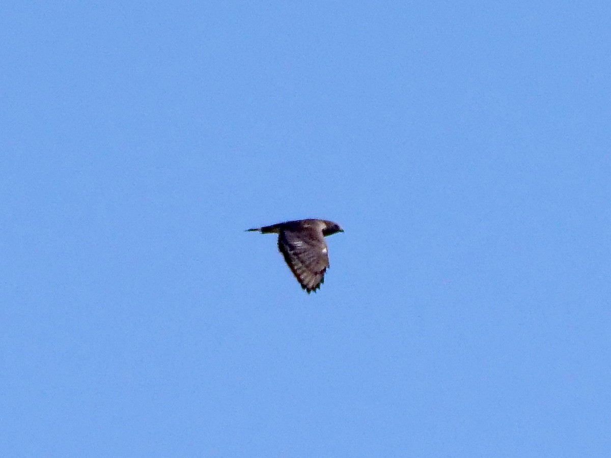 Broad-winged Hawk - ML624226750