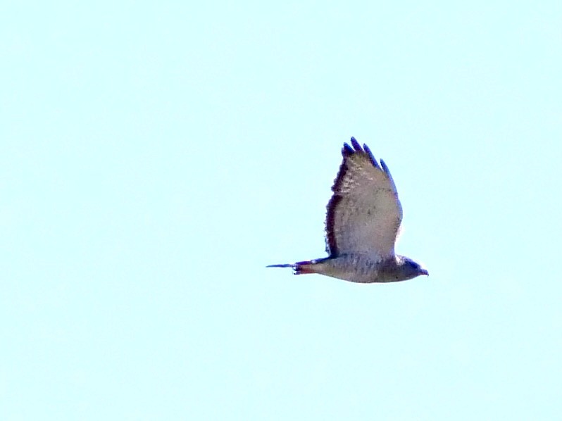 Broad-winged Hawk - ML624226751