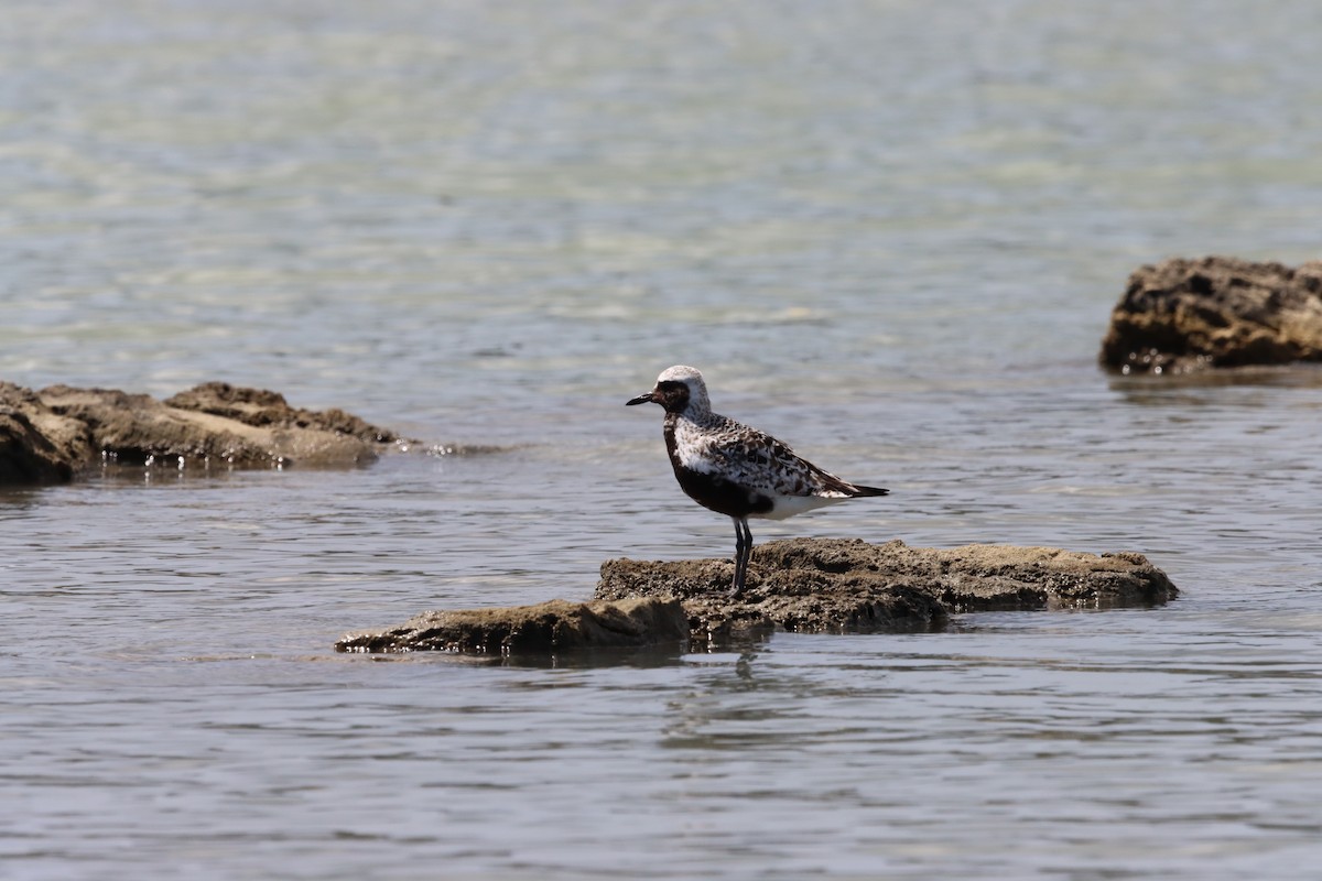 Black-bellied Plover - ML624226755