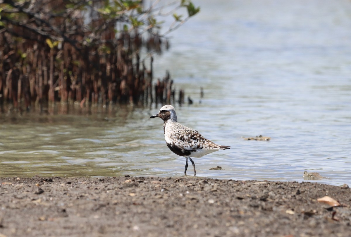 Black-bellied Plover - ML624226756