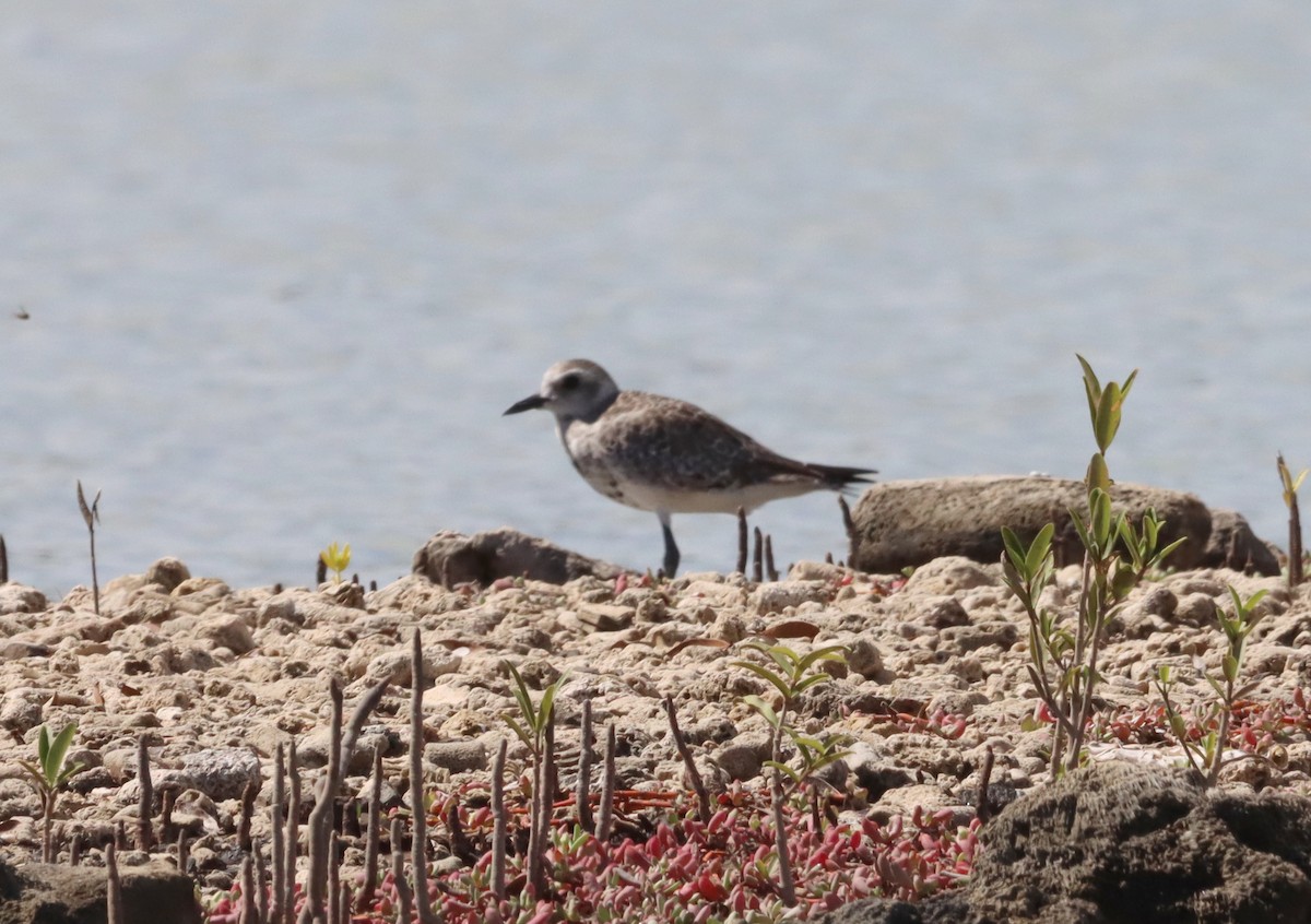 Black-bellied Plover - Henriette de Vries