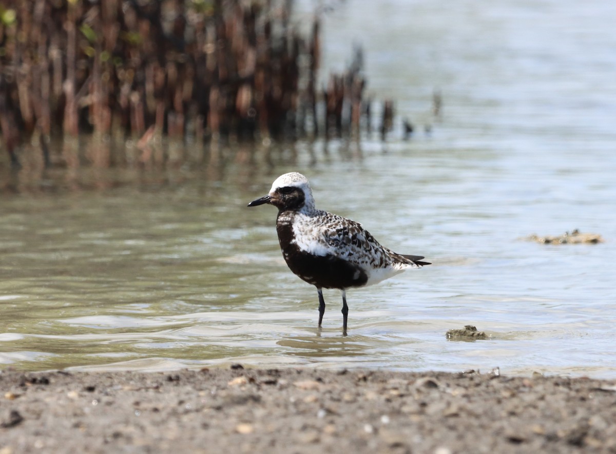 Black-bellied Plover - ML624226758