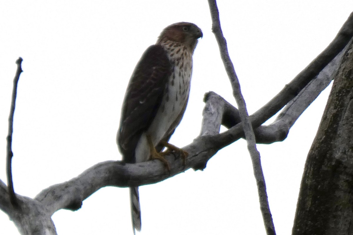 Cooper's Hawk - ML624226761