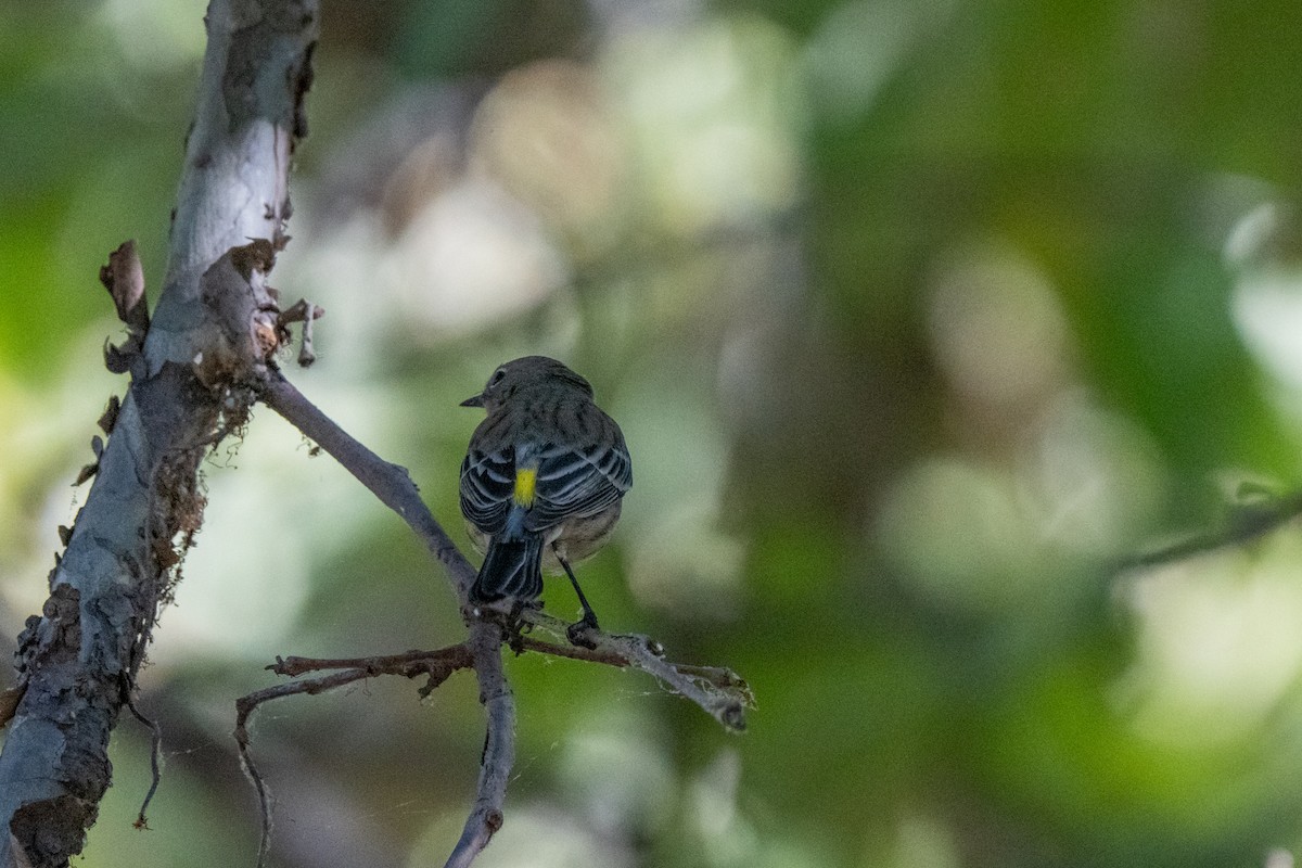 Yellow-rumped Warbler - ML624226762