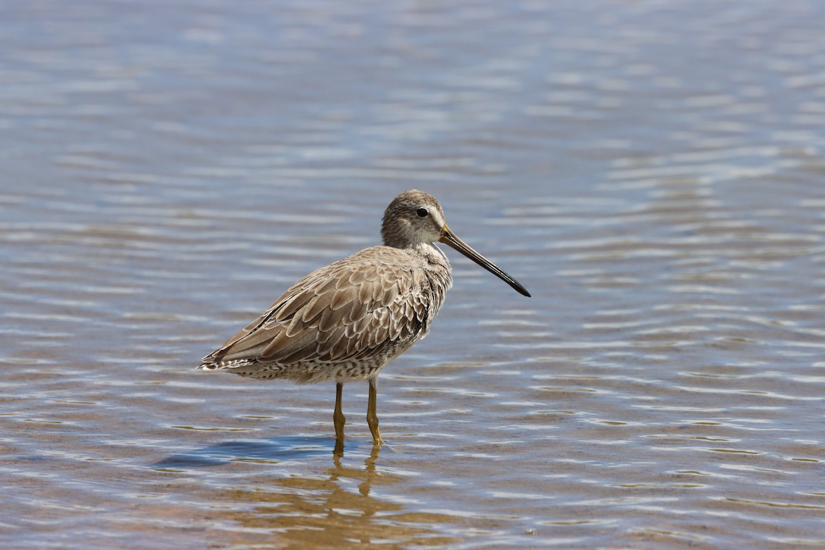 Short-billed Dowitcher - ML624226763