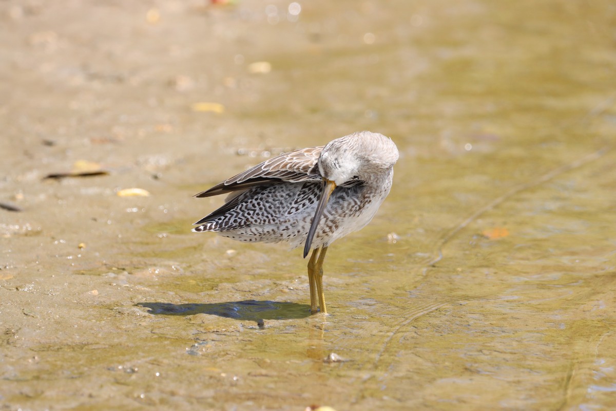 Short-billed Dowitcher - ML624226766