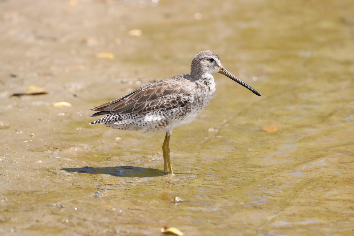 Short-billed Dowitcher - ML624226767