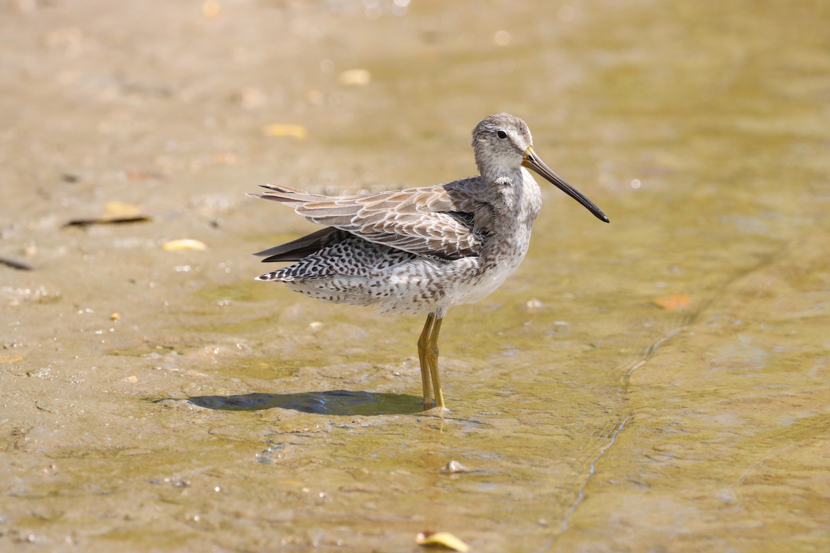 Short-billed Dowitcher - ML624226768