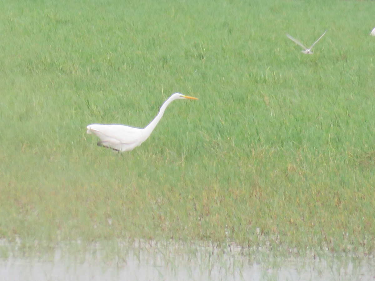 Great Egret - ML624226770